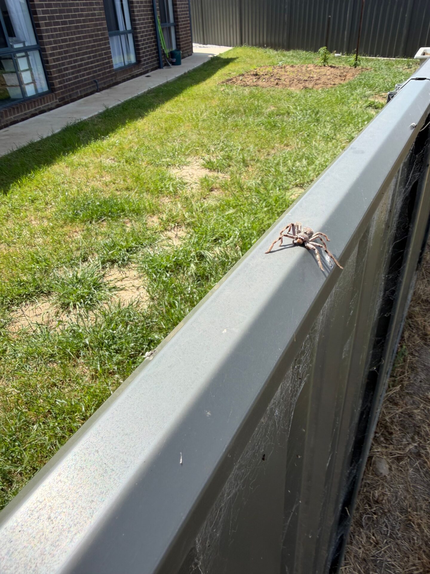 Huntsman spider on a fence at an Albury property