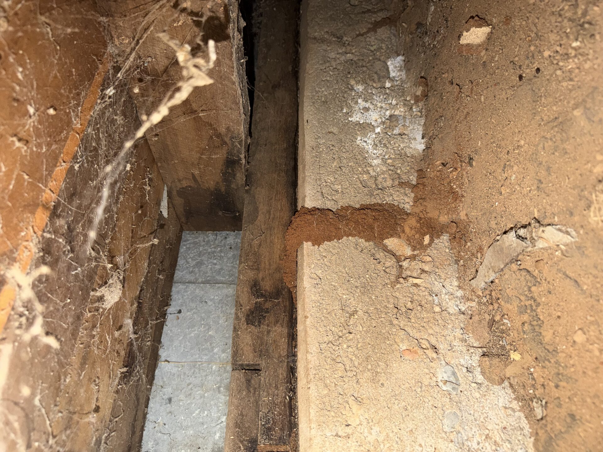 Termite mud tube found in a sub-floor during a building and pest inspection