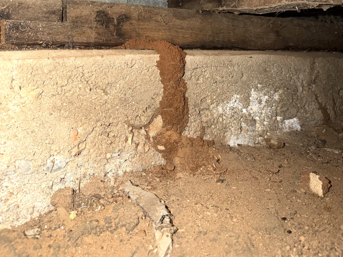 Termite mud lead on subfloor footings found during a termite inspection